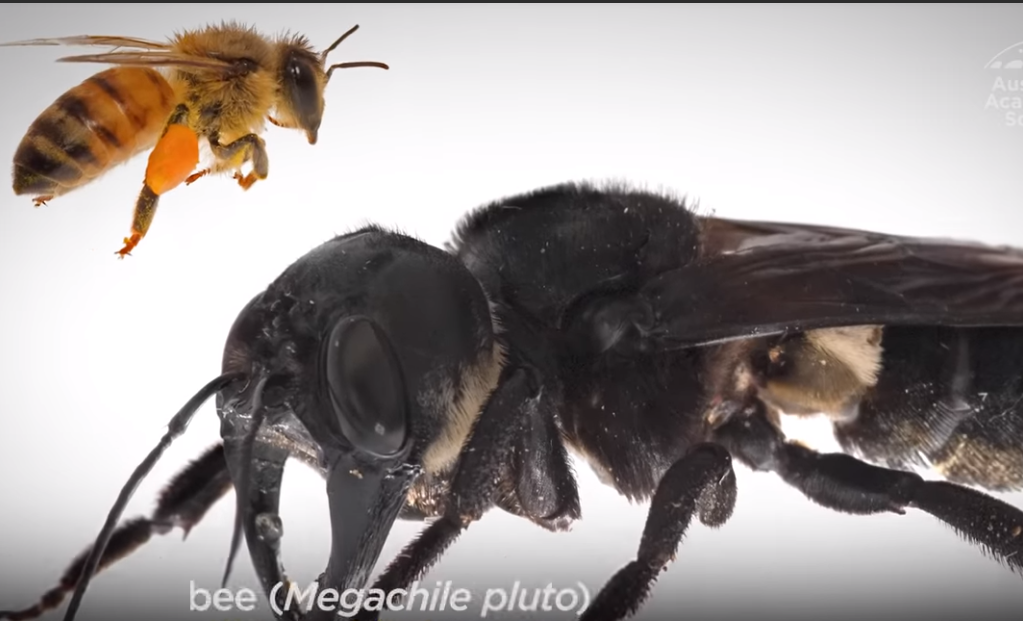 Пчела уоллеса. Megachile Pluto пчела. Уоллеса (Megachile Pluto),. Гигантская пчела Уоллеса. Megachile Pluto жало.